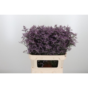 Limon Safora Lilac