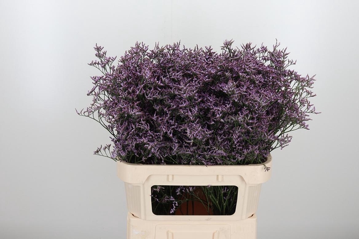 <h4>Limon Safora Lilac</h4>