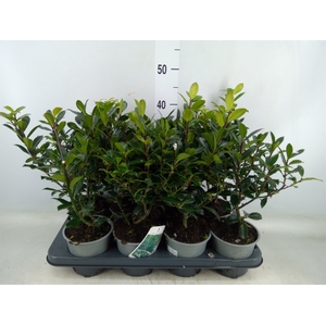 Ilex meserv. 'Blue Prince'