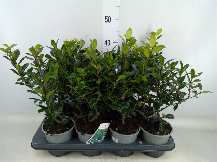 <h4>Ilex meserv. 'Blue Prince'</h4>