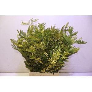 Acacia Baileya Bl Per Bos