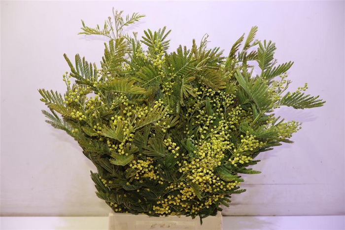 <h4>Acacia Baileya Bl Per Bos</h4>