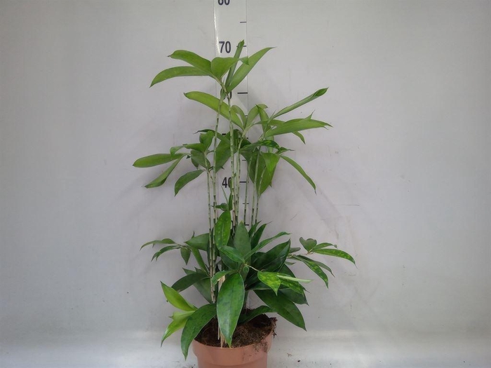 <h4>Dracaena surculosa</h4>