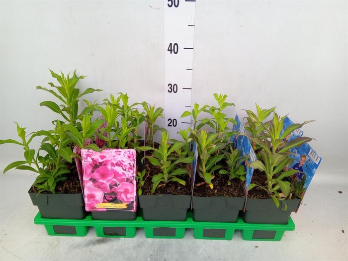 <h4>Phlox panic.</h4>