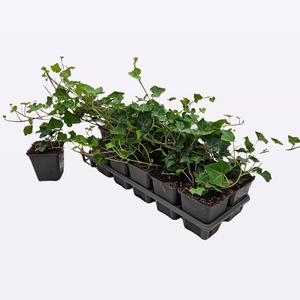 Hedera Hibernica