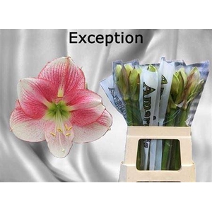 Hipp Ga Exception