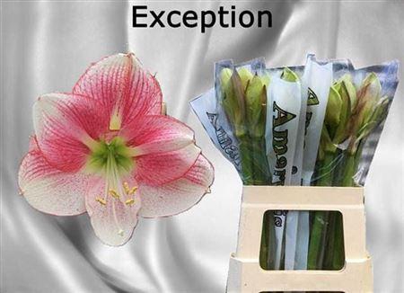 <h4>Hipp Ga Exception</h4>