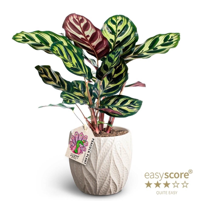 <h4>CALATHEA MAKOYANA P12 LEAF SAND</h4>