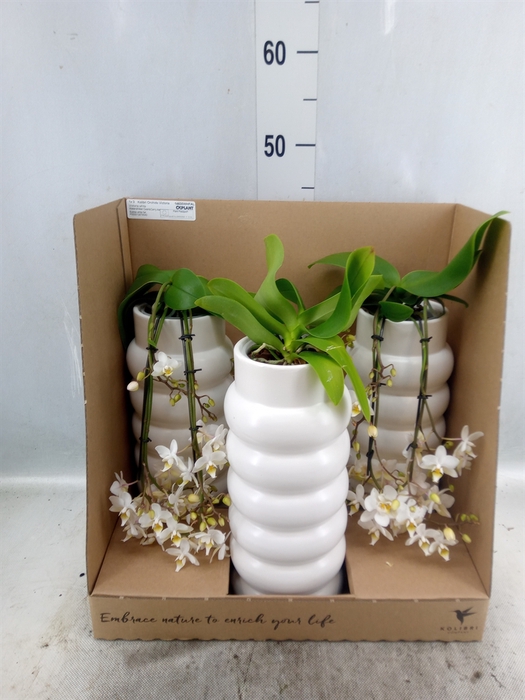 <h4>Phalaenopsis multi.   ...white</h4>