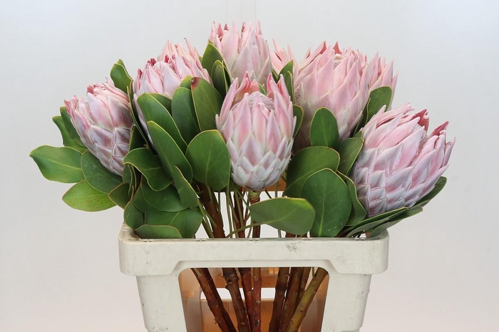 <h4>Protea Cynaroides</h4>