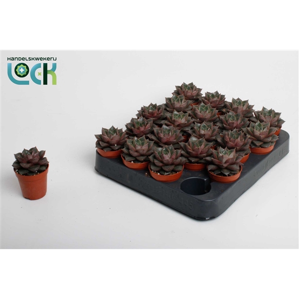 <h4>Echeveria Purpusorum</h4>