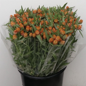 Gomph Gl Orange