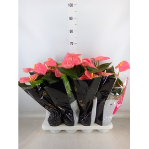 Anthurium andr. 'Colorado'