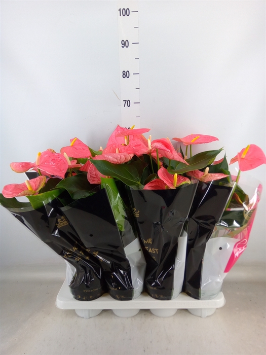<h4>Anthurium andr. 'Colorado'</h4>
