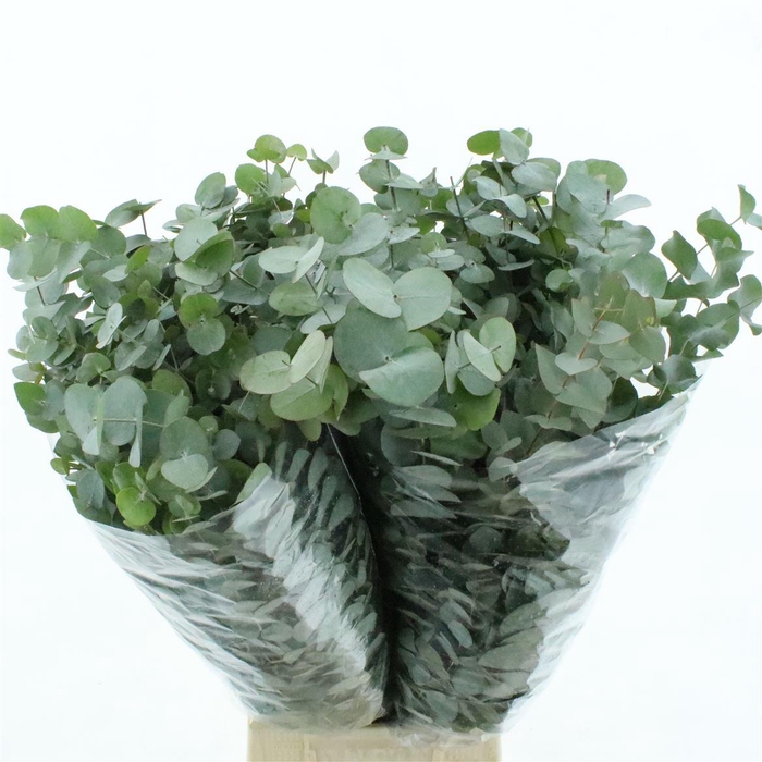 <h4>Euca Cinerea Long 400grams Albenga</h4>