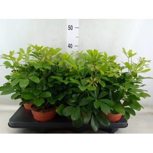 Schefflera arbor. 'Nora'