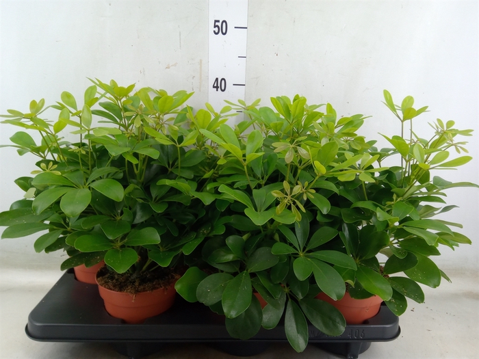 <h4>Schefflera arbor. 'Nora'</h4>