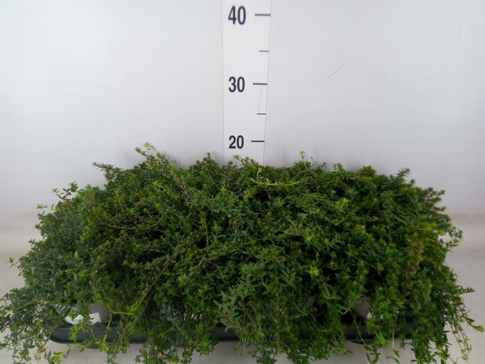 <h4>Satureja montana</h4>