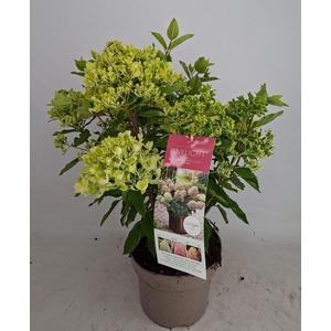 HYDR PA PINKLIGHT
