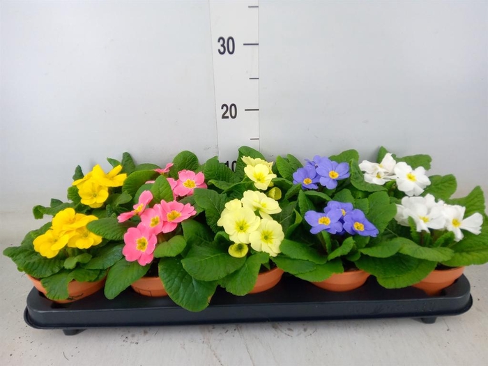 <h4>Primula ac.   ...</h4>