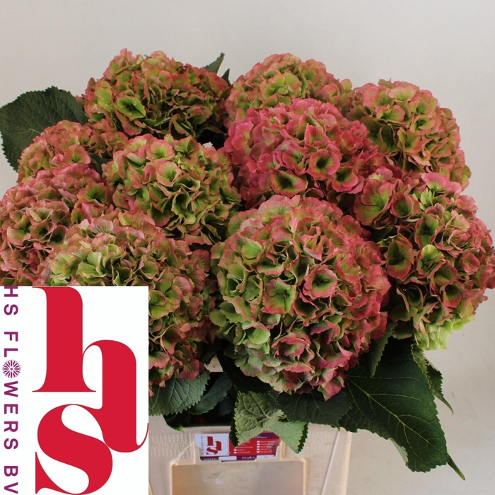 <h4>HYDR M CH WHI VER CL</h4>