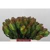 Leucadendron Laurel Yellow