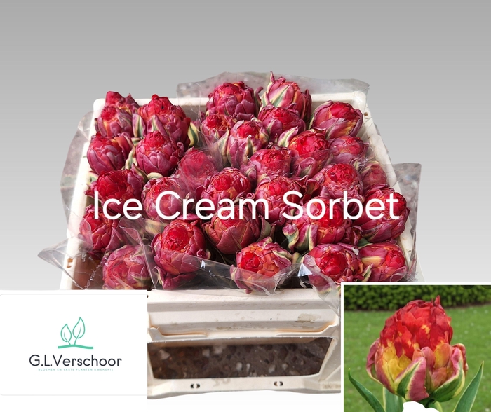 <h4>TU DU ICE CREAM SORBET</h4>