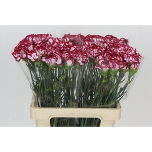Dianthus St Bacarat