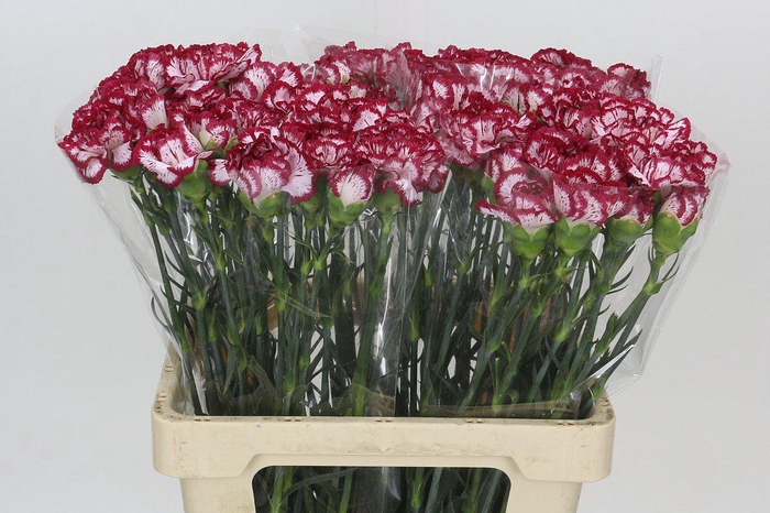 <h4>Dianthus St Bacarat</h4>