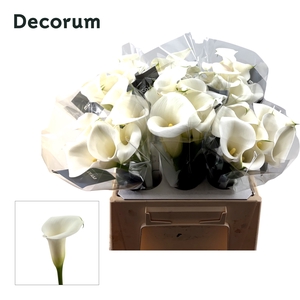 Calla Ivory Art Future