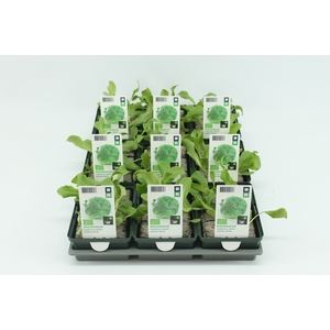 BKH groente 50230 bio IJsbergsla (set x9)