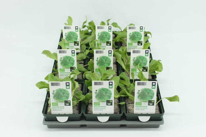 <h4>BKH groente 50230 bio IJsbergsla (set x9)</h4>