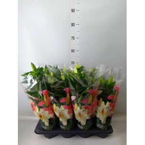 Lilium ori.   ...mix