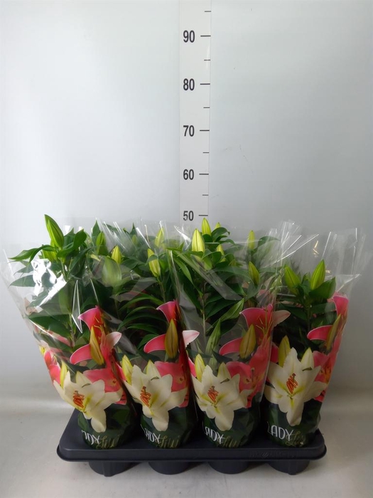 <h4>Lilium ori.   ...mix</h4>