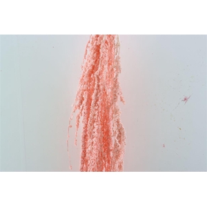 Pres Amaranthus Caud Lightpink Bunch
