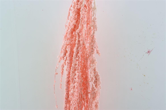 <h4>Pres Amaranthus Caud Lightpink Bunch</h4>