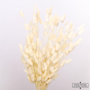 Dried Lagurus Bleached Bunch Slv