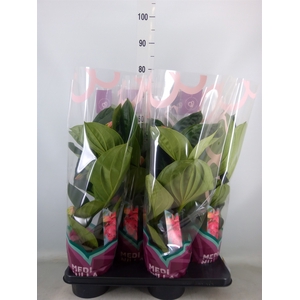 Medinilla magn. 'Flamenco'