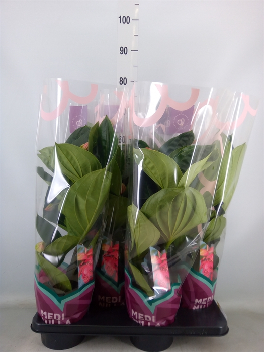 <h4>Medinilla magn. 'Flamenco'</h4>