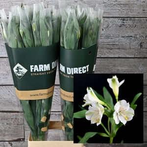 ALSTRO WINTERFELL 70GR