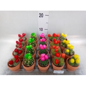 Cactus   ...decorated