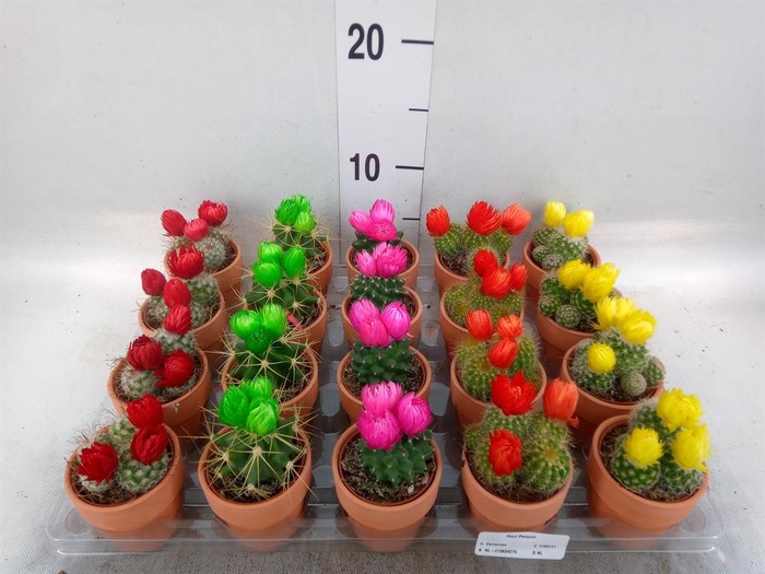 <h4>Cactus   ...decorated</h4>