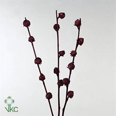 HIBISC TR MERLOT