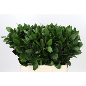 RUSCUS HYPOPHYLLUM