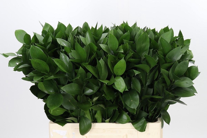 <h4>RUSCUS HYPOPHYLLUM</h4>