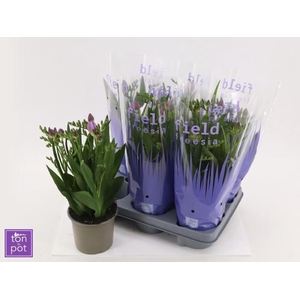 FREESIA OV