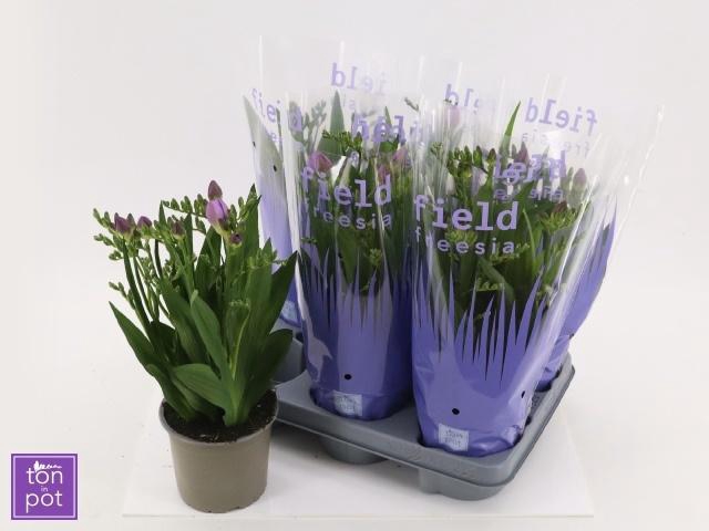 <h4>FREESIA OV</h4>