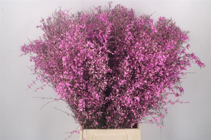 <h4>Ginster Lilac Per Bunch</h4>