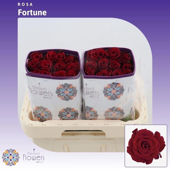 <h4>R GR FORTUNE</h4>