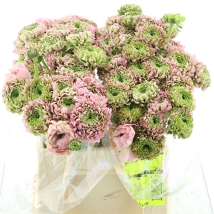 Ran Ponpon Alice Extra